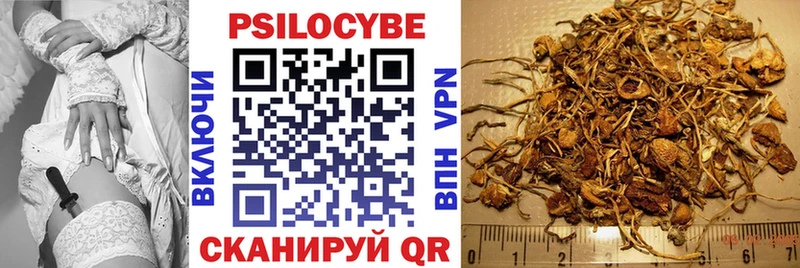 как найти наркотики  Няндома  Галлюциногенные грибы Psilocybe 
